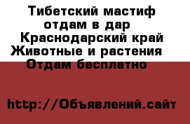 Тибетский мастиф отдам в дар - Краснодарский край Животные и растения » Отдам бесплатно   